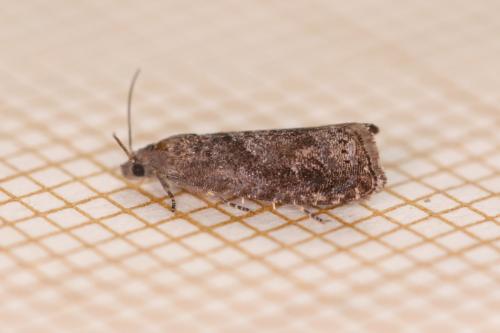 Réf. 309 013 : Grapholita funebrana